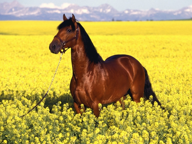  Animales nobles