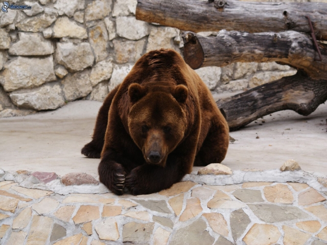 Oso Pardo 