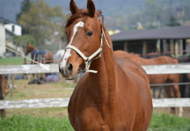  nuestro caballo 