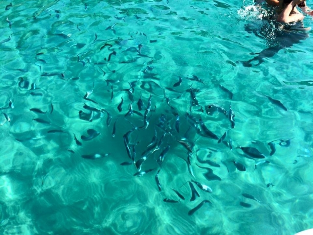  Snorkeling con peces 