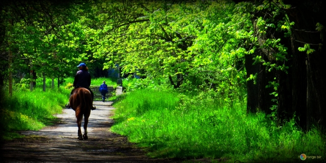  ¡caballos y naturaleza!