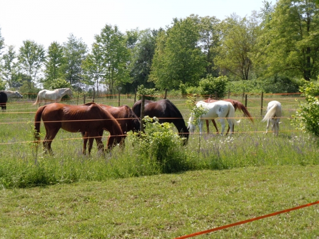  Equitación en Alessandria 