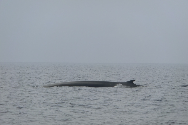  Santuario de cetáceos de rorcuales 
