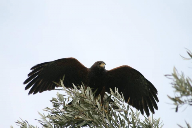  Uno de los halcones 