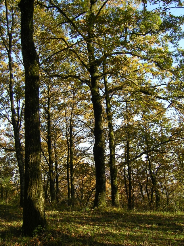  El bosque 