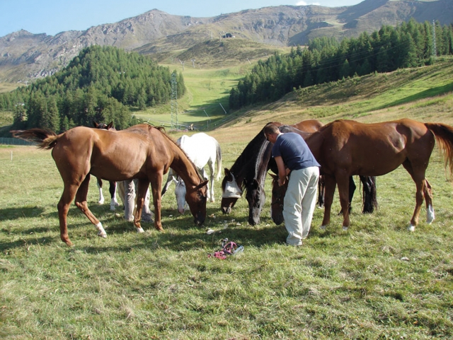 Nuestros caballos en la dehesa 