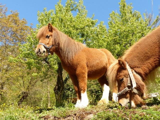  pony 