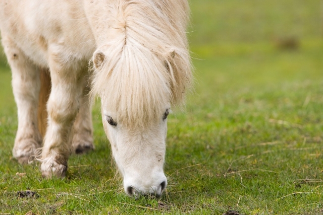  Pequeño pony 
