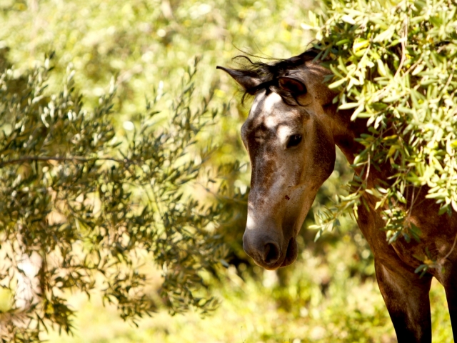 nuestros caballos 