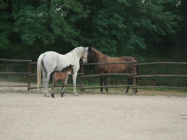  nuestros caballos 
