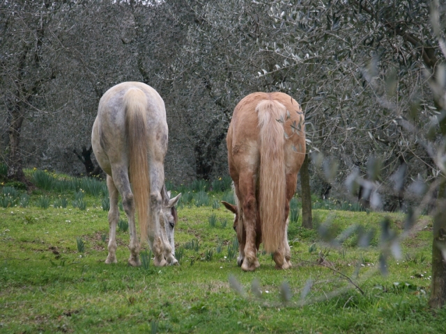  nuestros caballos 