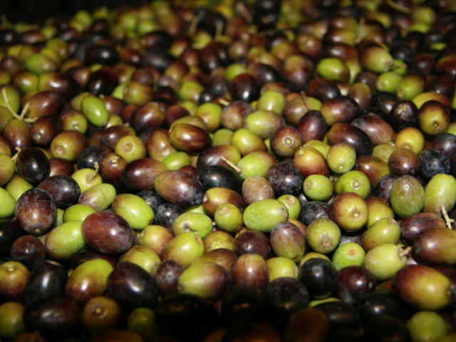 Nuestras aceitunas 