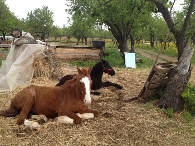 Caballos en reposo 