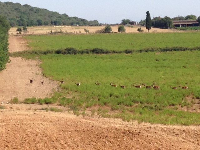  maremma sanrabano 