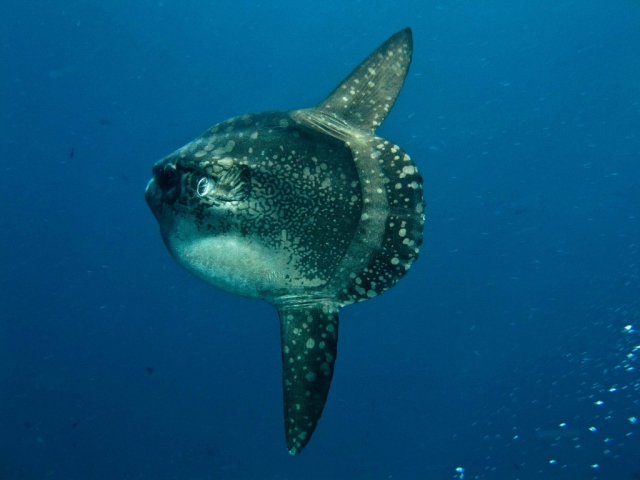  scuba 