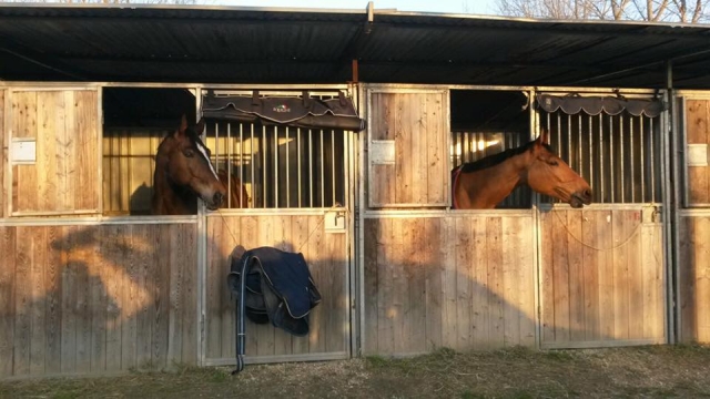  Caballos en el establo 