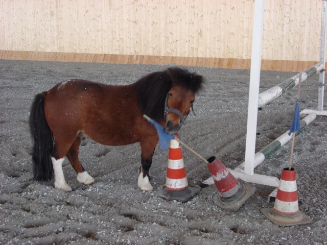 Pony School en Bolonia 