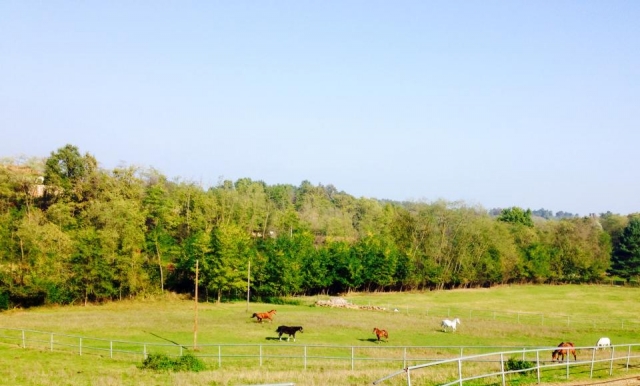  Gratis en la pradera 