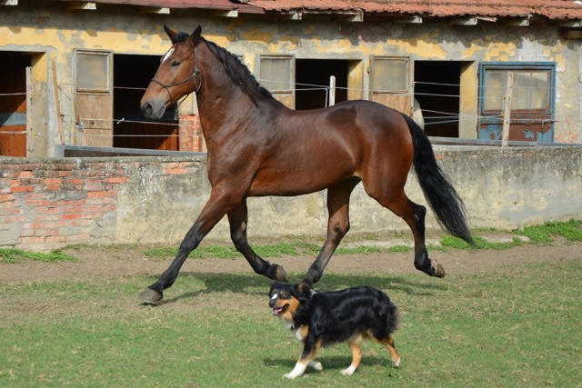 Amigos animales 