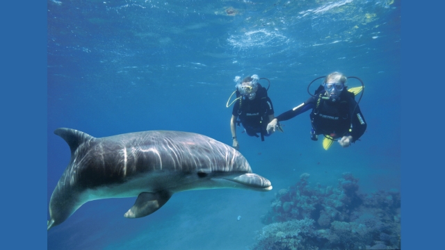  ¡En contacto con un hermoso delfín! 
