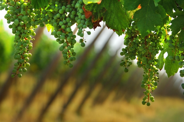  Las viñas nos dan un buen vino 