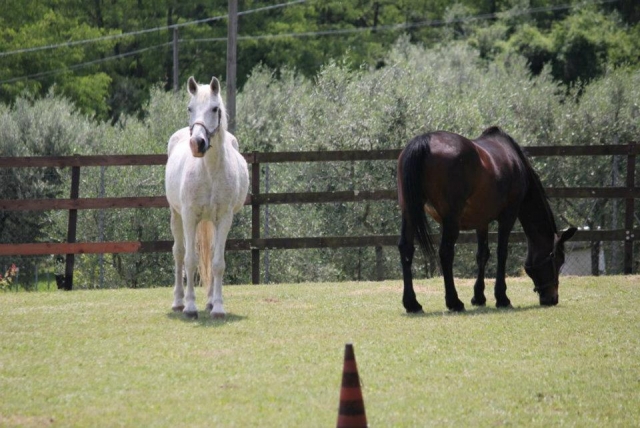  Algunos de nuestros caballos 