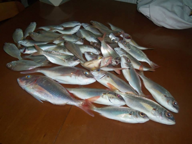  Campeonatos de pesca 