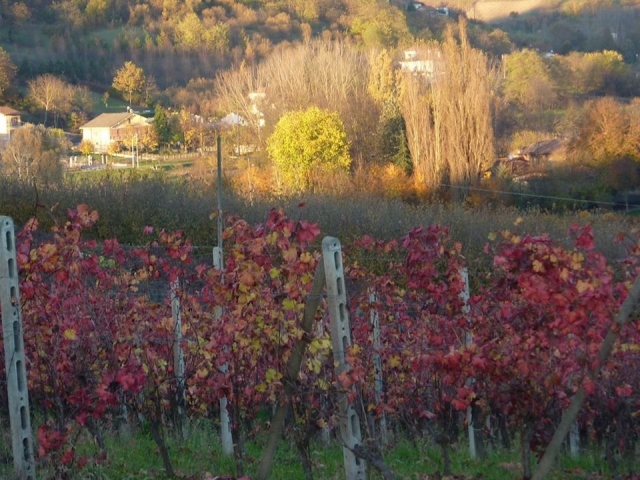  Nizza Monferramarro y sus colores