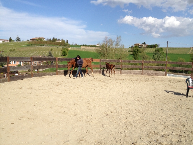  Caballos en la finca 