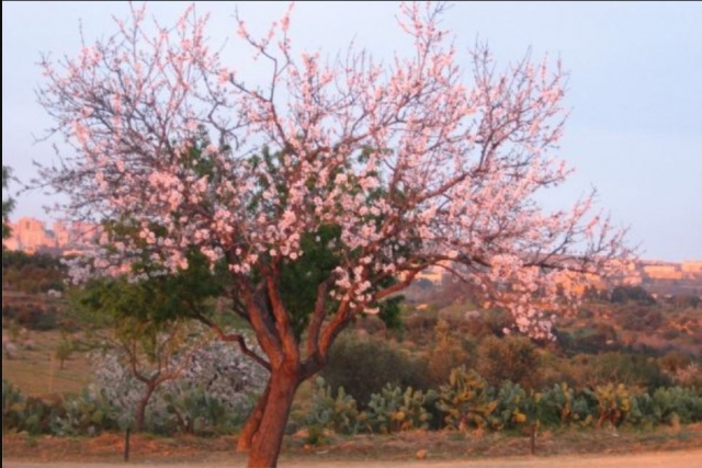 Naturaleza en flor a lo largo de la ruta 