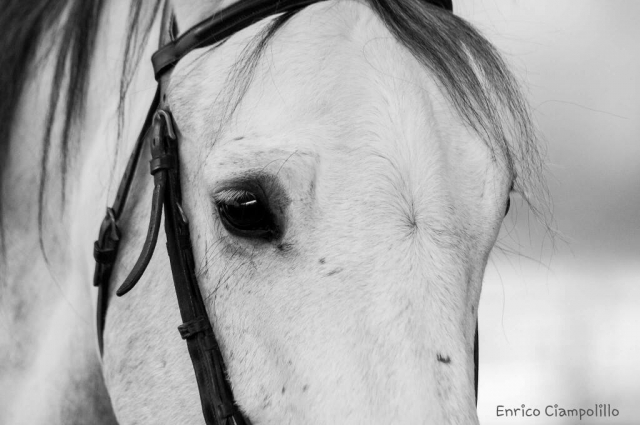  Detalle de caballo 