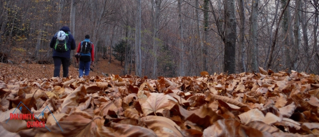  Caminando por el bosque 