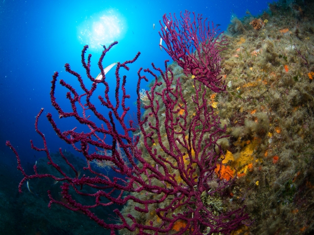  gorgonias en el parque 
