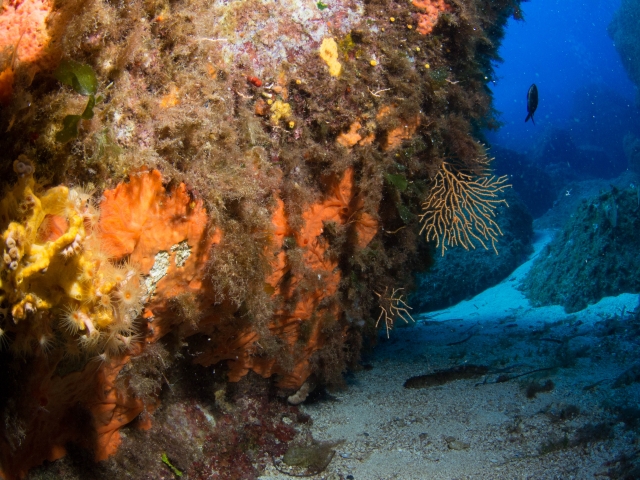  los cardúmenes del parque 