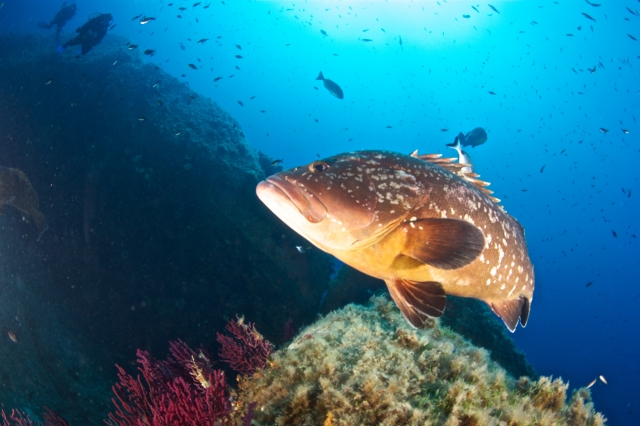  banco de los meros en Lavezzi 
