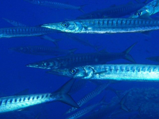  barracuda del Parco 