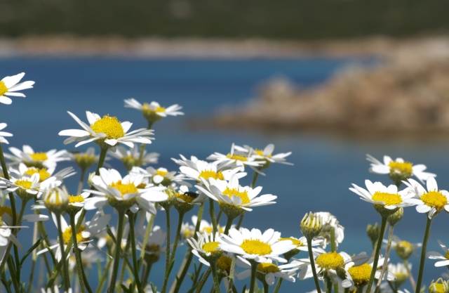 el Parque de La Maddalena 