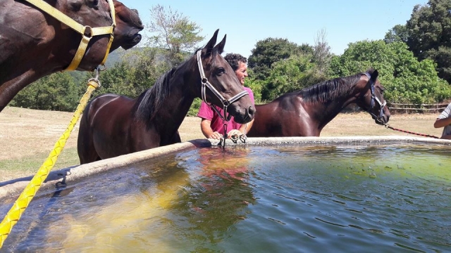  Un descanso para los caballos