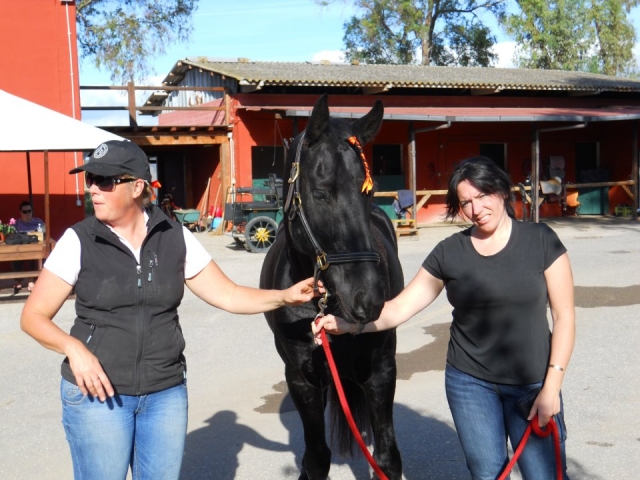 Uno de nuestros espléndidos caballos 
