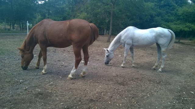 Nuestros caballos Kabir y Peseta 