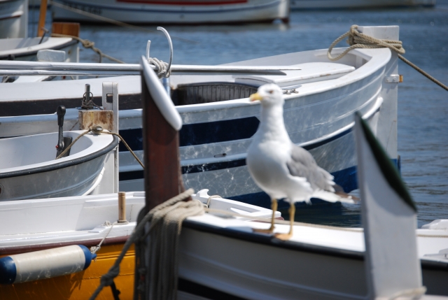 Rodeado de curiosas gaviotas