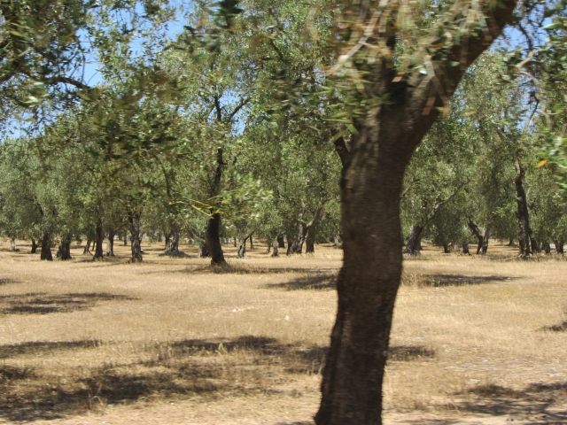 Campo de olivos 