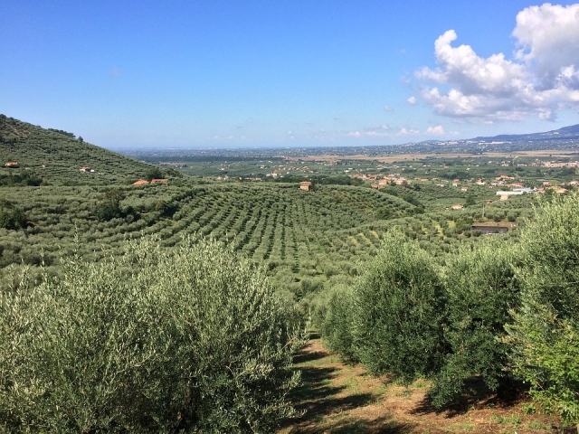  Olivos 
