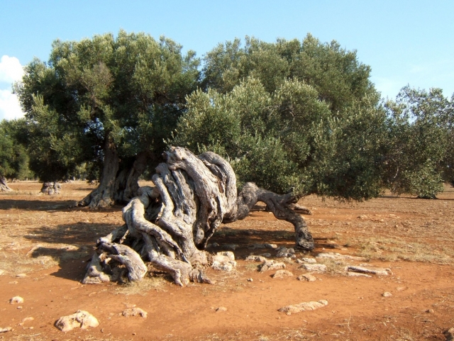  Olivos de Salento 
