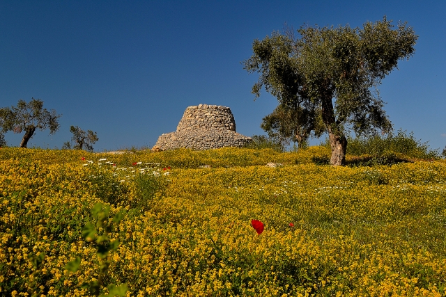  Trulli y olivos 