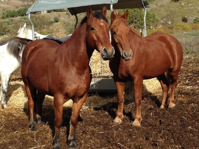 algunos de nuestros caballos