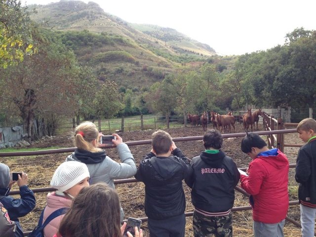 Recinto con nuestros caballos