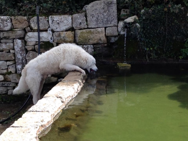 Nuestros amigos animales