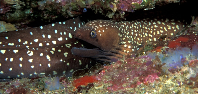 Murena 