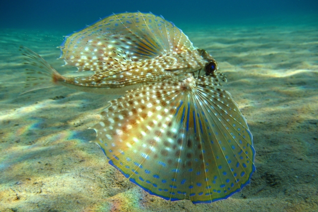  Flughahn
